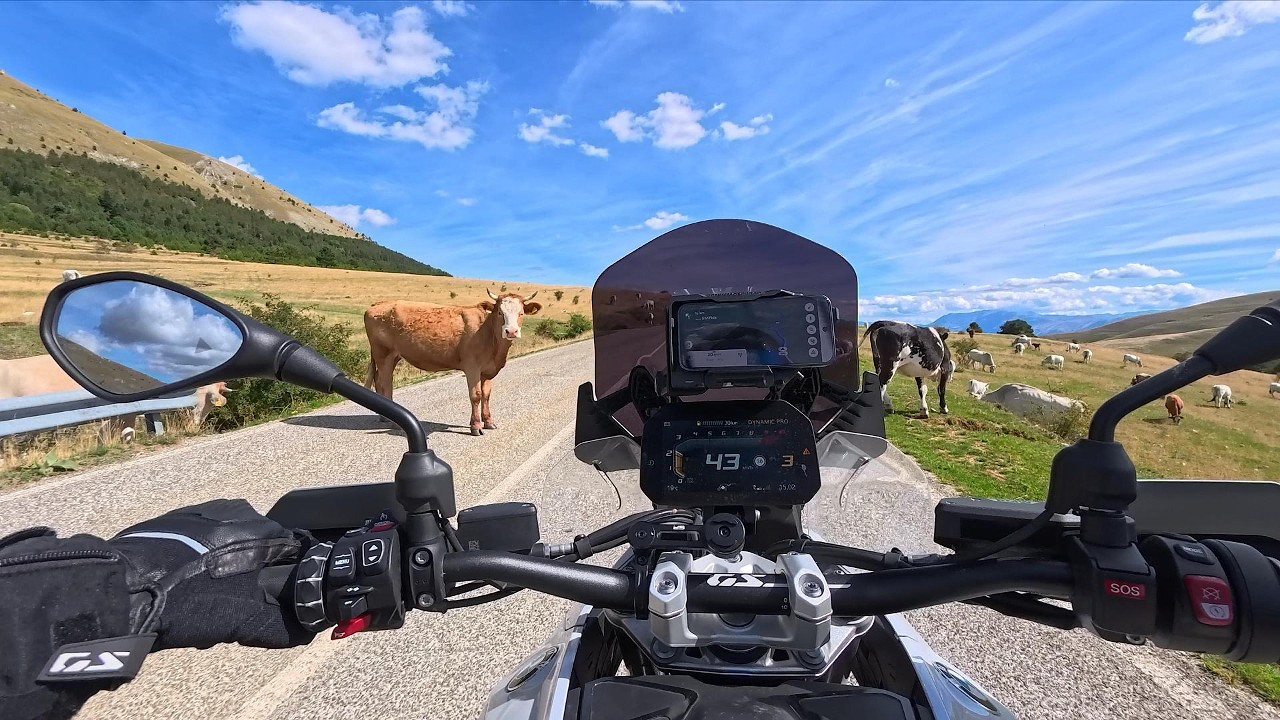 Mucche a 4 zampe e mucche a 2 ruote - BMW R1300GS e paesaggi abruzzesi.