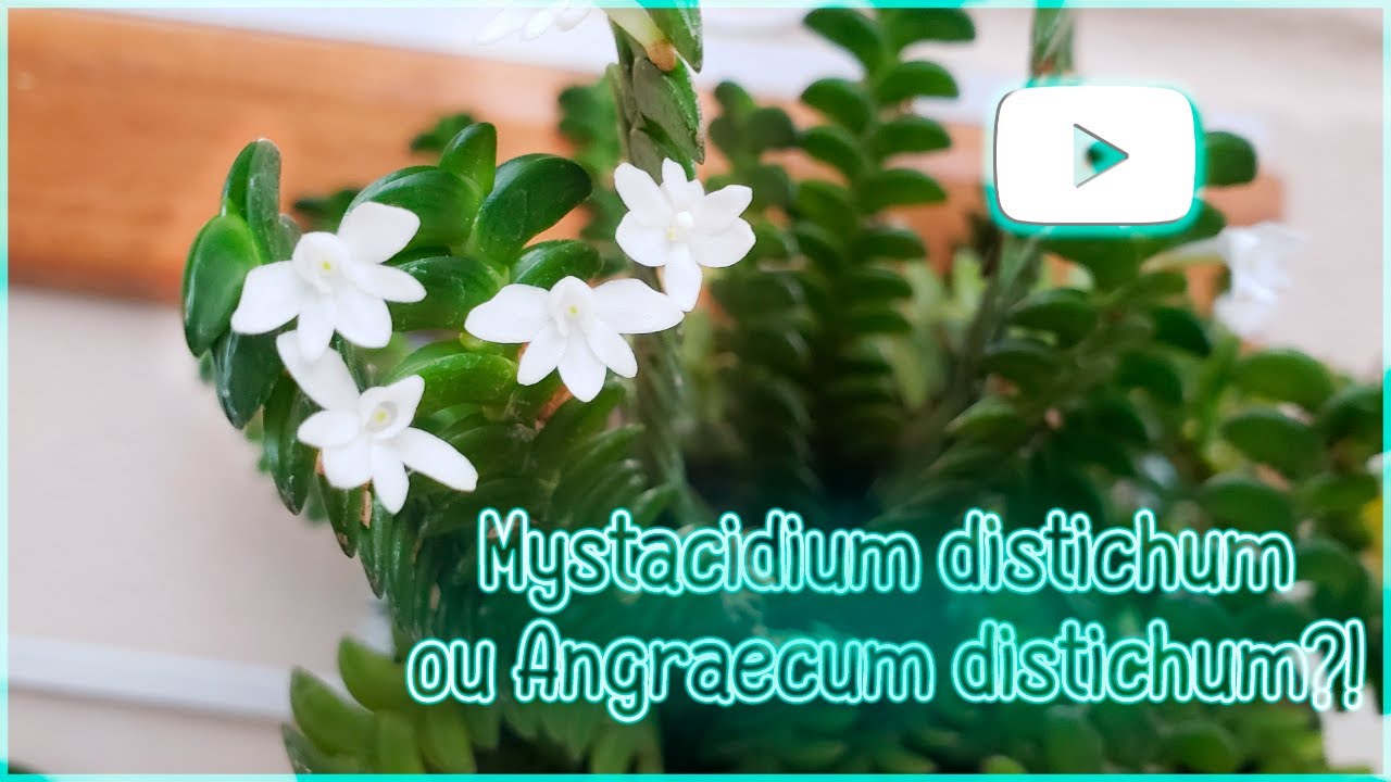 Mystacidium distichum ou Angraecum distichum?! - Floração e cultivo!💗