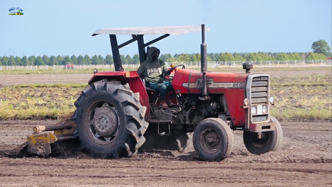 Máy cày massey ferguson 290 xới đất ruộng trồng mì ở phước ninh