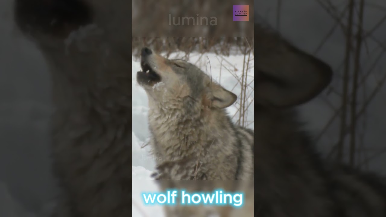 Wolt howling | Ch&oacute; s&oacute;i h&uacute;