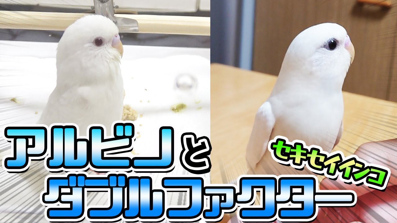 【白いセキセイインコ！】アルビノとスパングルダブルファクター