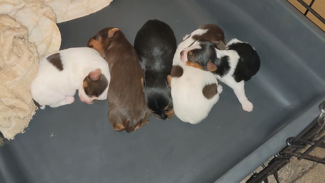 AKC Yorkie Pups DOB 9/26/2021