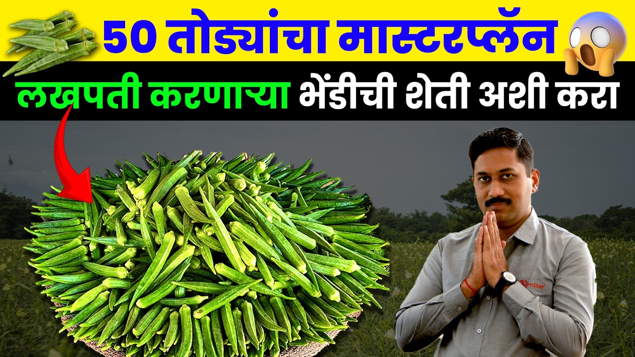 भेंडी लागवड कधी करावी 🌱 । भेंडी शेती । 🚜  Bhendi Lagwad । Okra farming