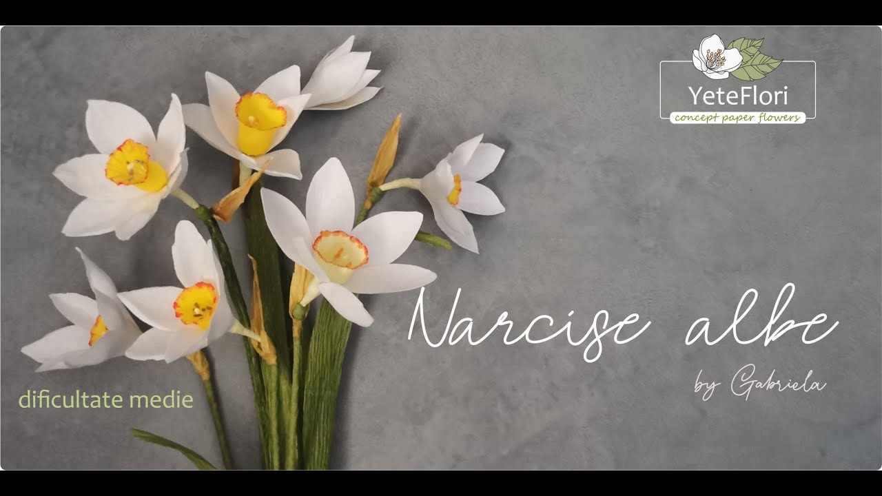 Narcise albe