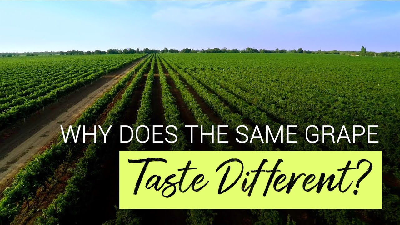 What Is the Difference Between Old World and New World Wines?