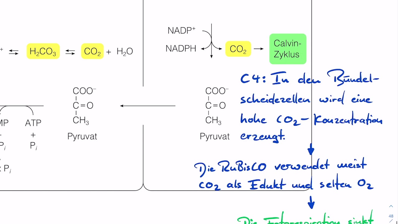 Fotosynthese bei C4 Pflanzen