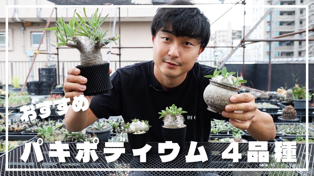 パキポディウムおすすめ4種を紹介