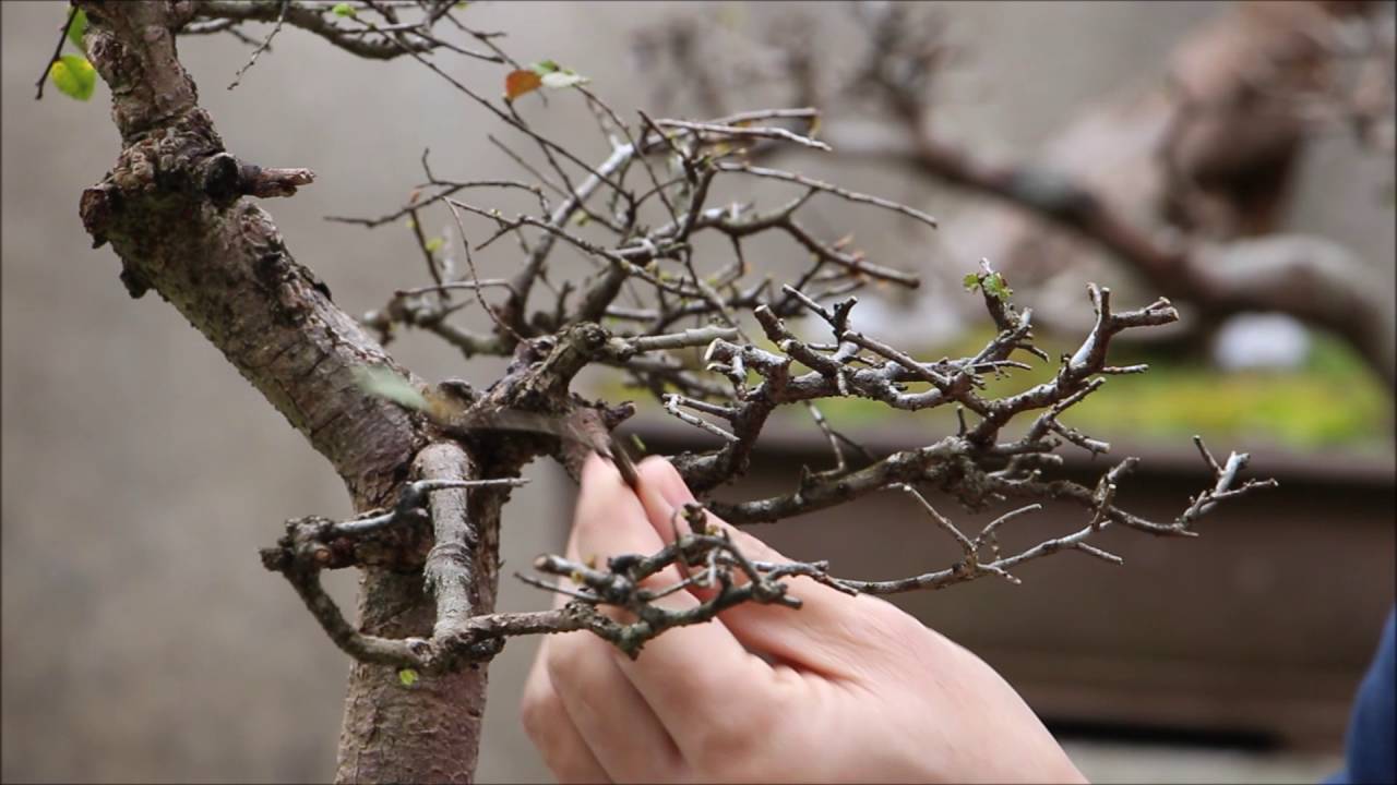 Como estimular a divisão dos galhos para formar as copas do Bonsai