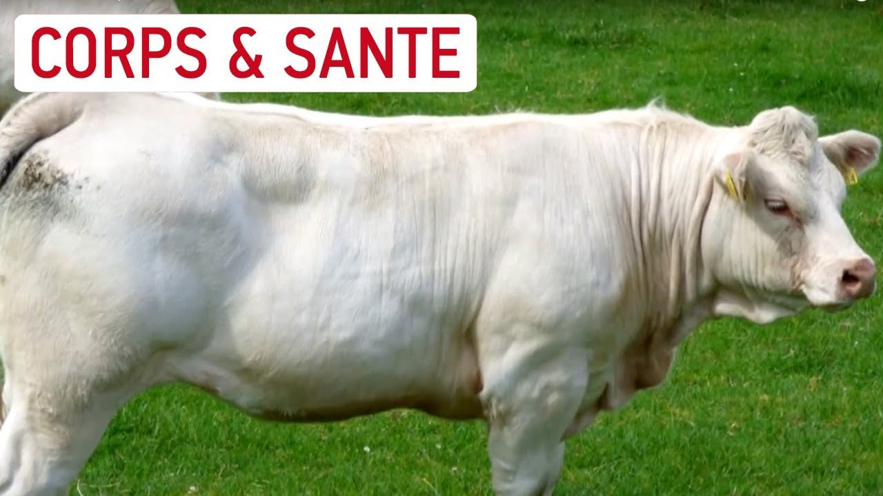 Un animal g&eacute;n&eacute;tiquement modifi&eacute; - Les chroniques de la science
