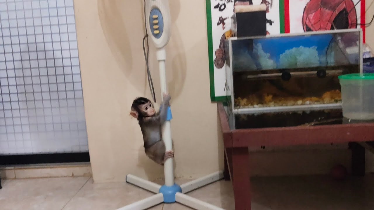 OMG😱😱 baby monkey boni is trying to turn on the fan