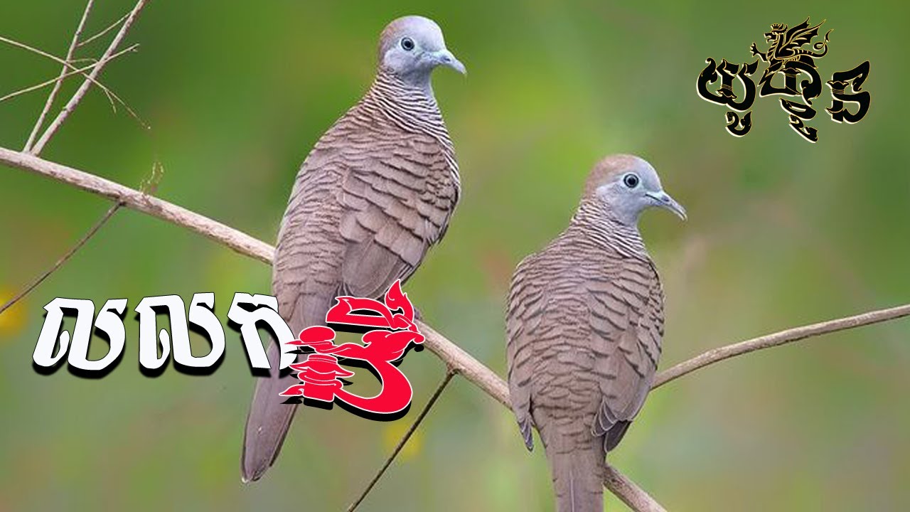 សំលេងលលកតូច​(លលកដី)