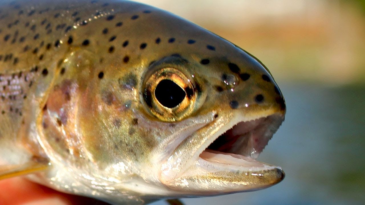 Fishing with Rod: Float Fishing with a Fly