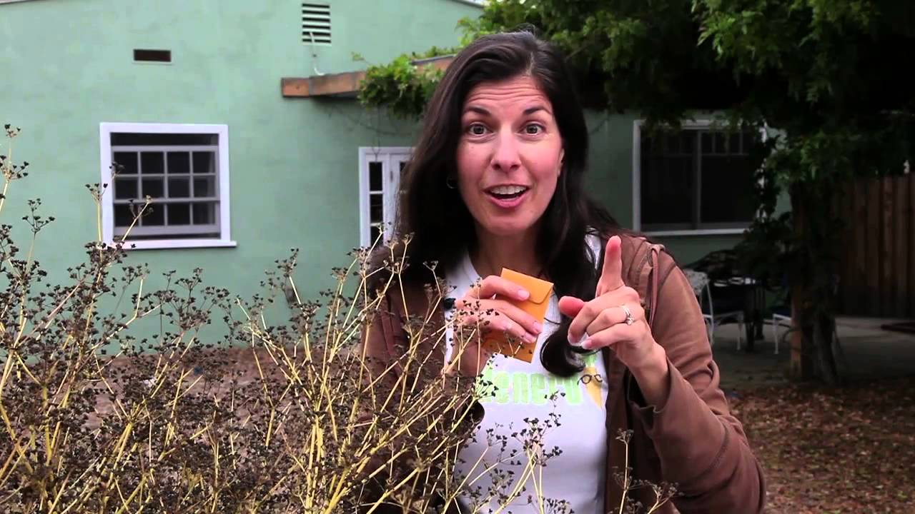 Saving Celery & Dill Seeds