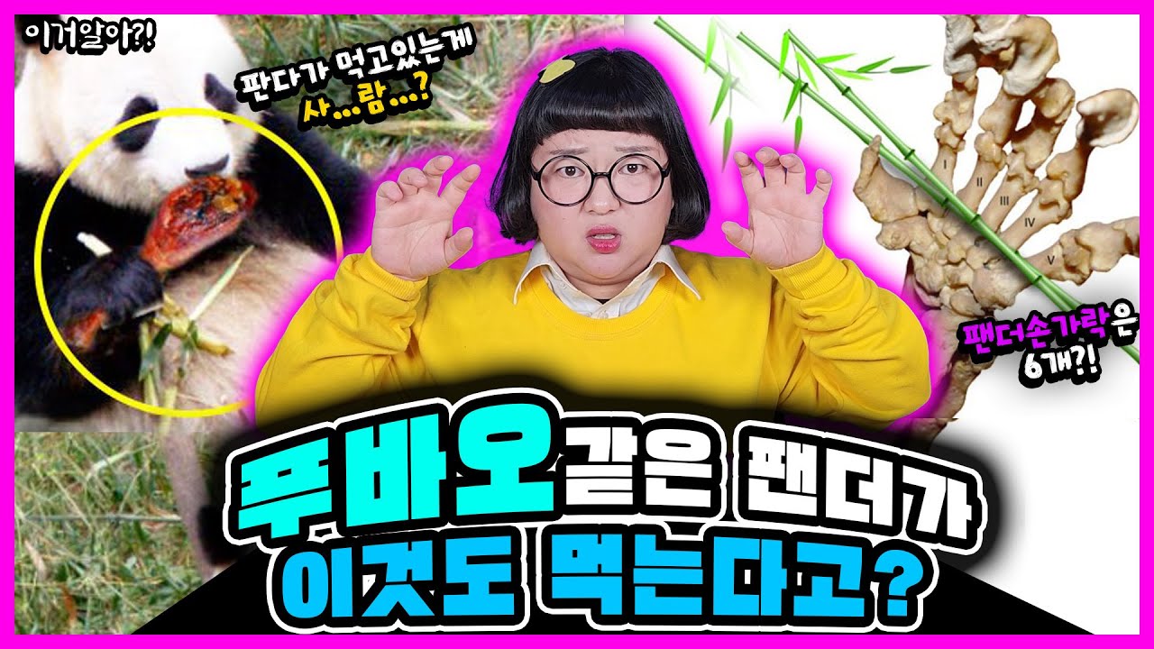 [이거알아?!-판다] 푸바오의 손가락의 갯수는?!🐼🔥 충격적인 판다에 대한 진실!!