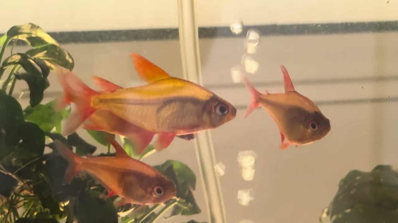 Fischvorstellung: Hyphessobrycon sp Muzel Red Cherry - Roter Kirschsalmler