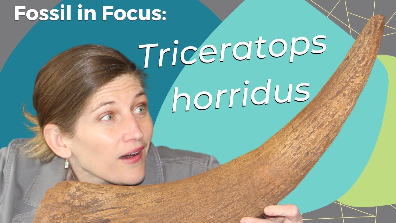 Fossil in Focus: Triceratops horridus horn core