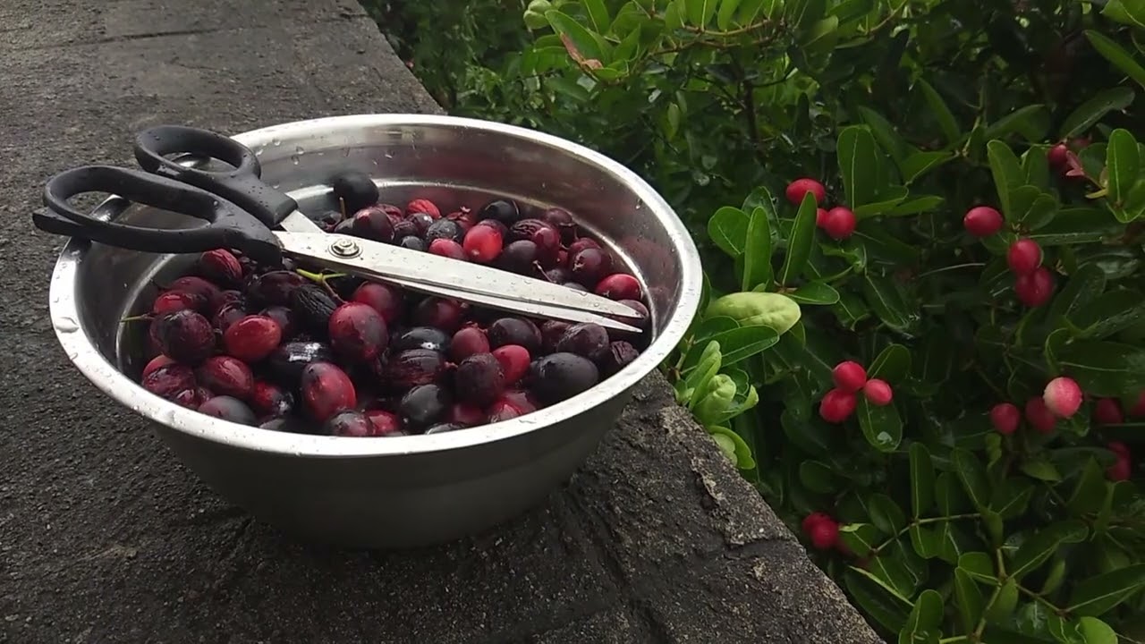 How to make Carissa Carandas Fruit juice