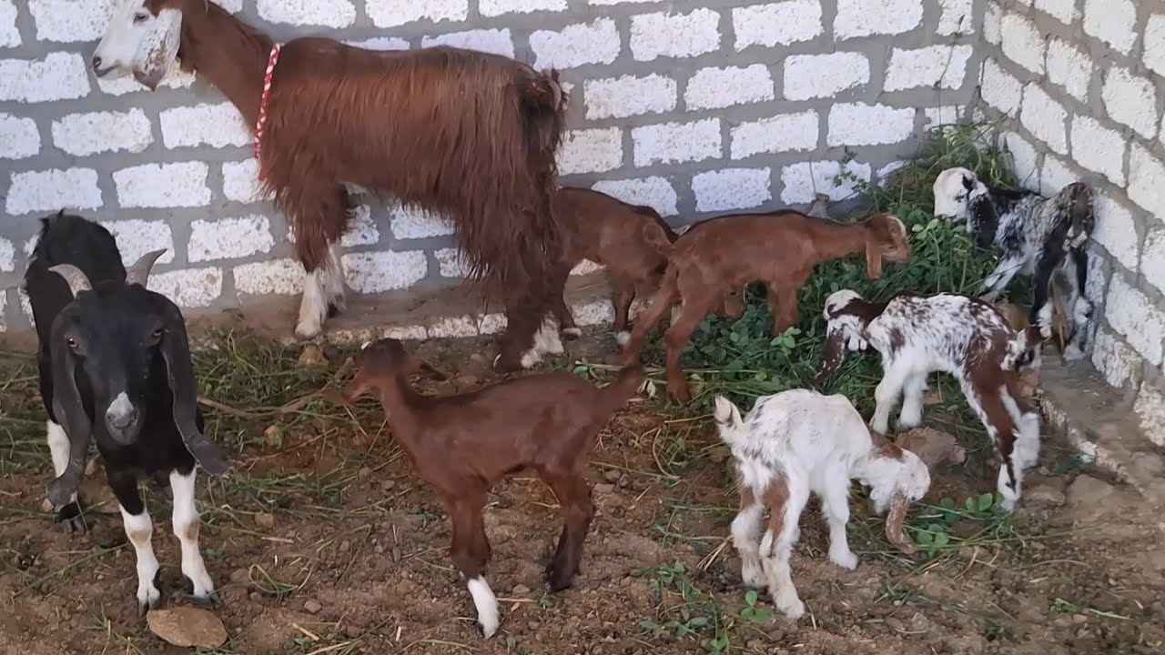 ٣ عروض معيز والده ثلاثه توائم ٦٠٠٠ معيز عشر ٢٤٠٠ معيز لبن حلاب ٢٣٠٠ ت٠١١١١٢١١٦٥٧ 