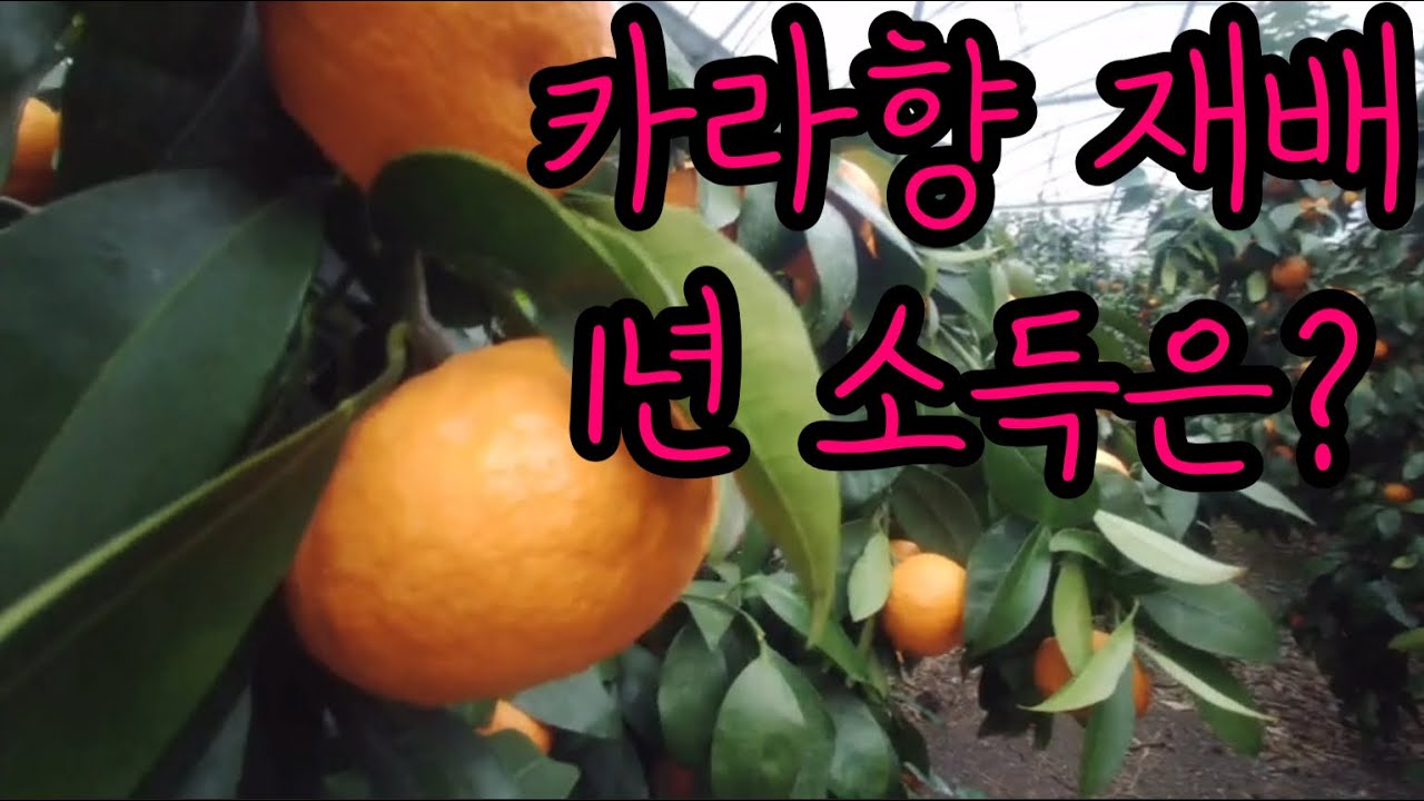 카라향 재배 방법 및 평당 수익률