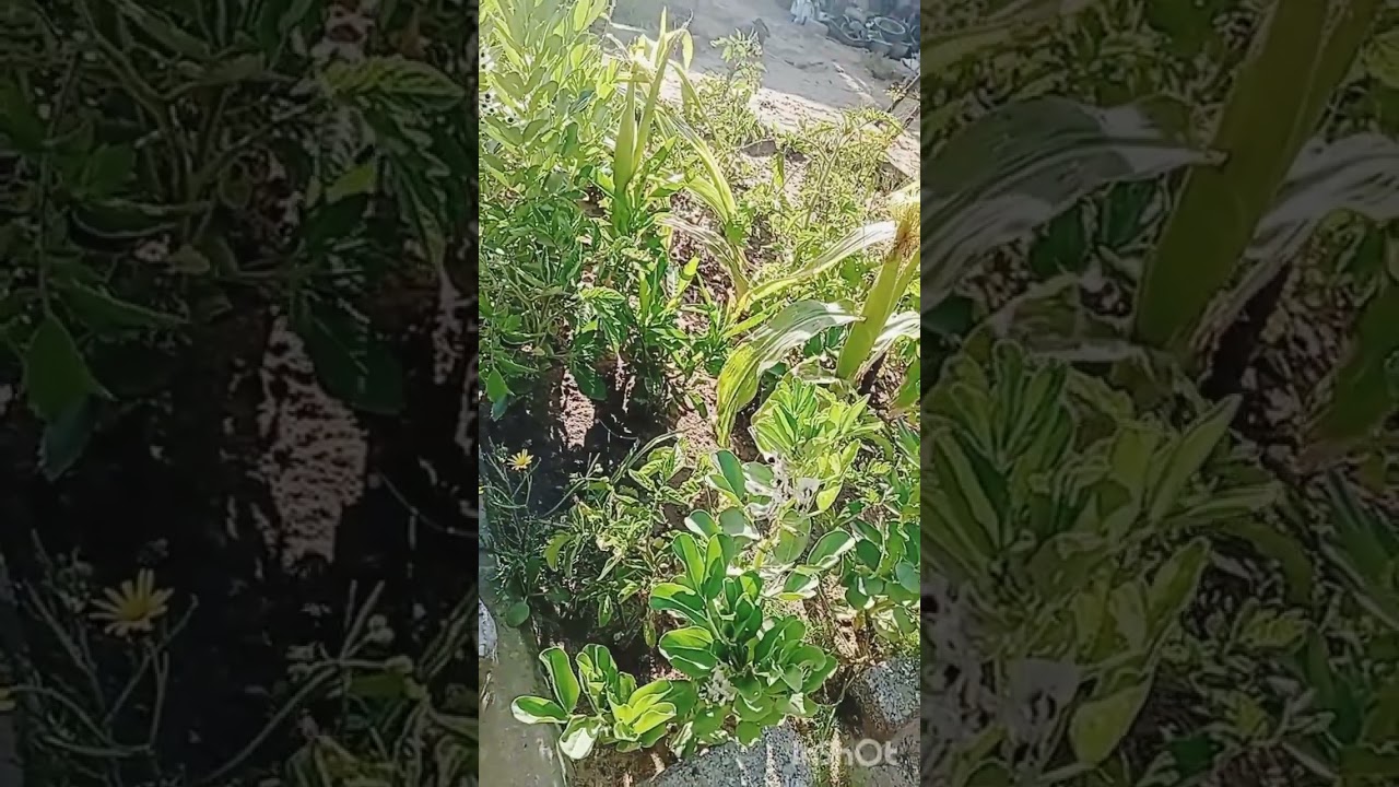 ياريت تفوتوا تسمعوا قصتنا يااصحاب القلوب الرحيمة