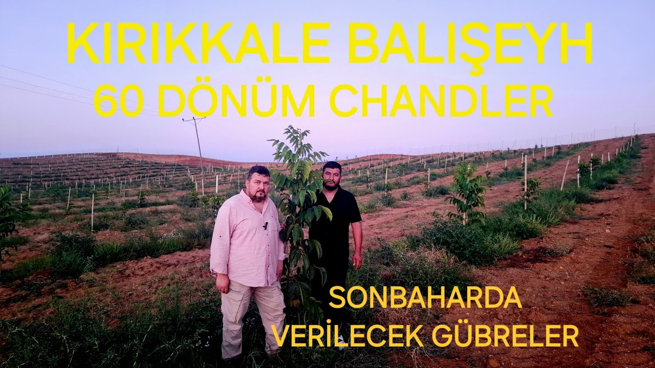 KIRIKKALE 60 DÖNÜM CHANDLER CEVİZ BAHÇESİ.SONBAHARDA VERİLECEK GÜBRELER