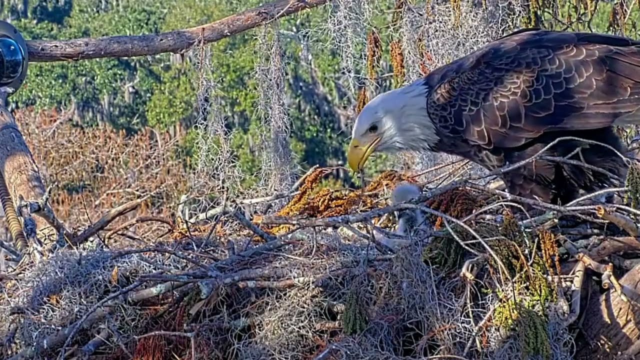 #baldeagle S04#P62 Review birds in nest with nature #birdslovers #birdsounds #birdsnest