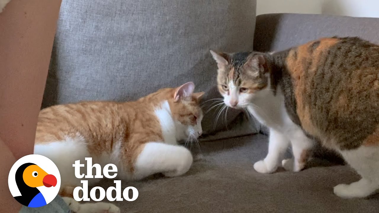 Woman Goes To Papa John's And Ends Up Rescuing Kittens | The Dodo Cat Crazy