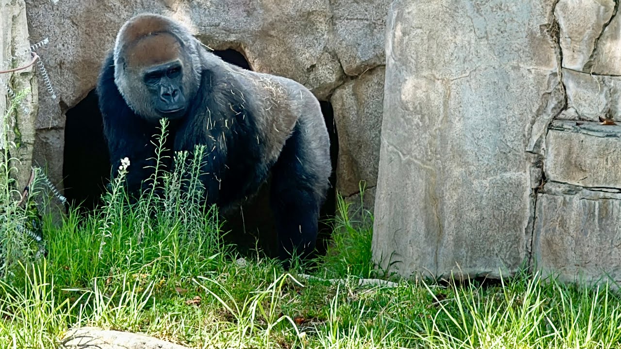 Gorillas At Safari Park + Frank And Monroe Update