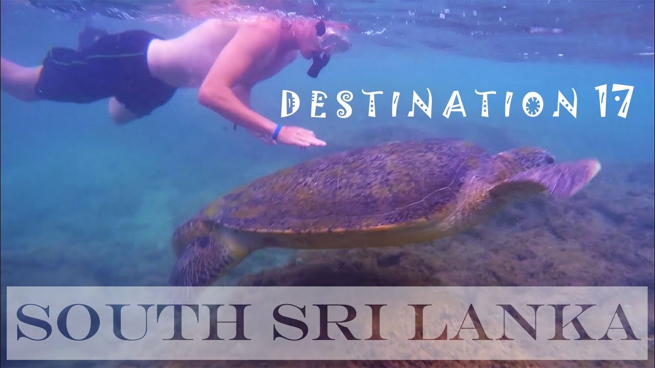SWIMMING WITH GIANT TURTLES!!! 🇱🇰Sri Lanka Cheap Travel Guide