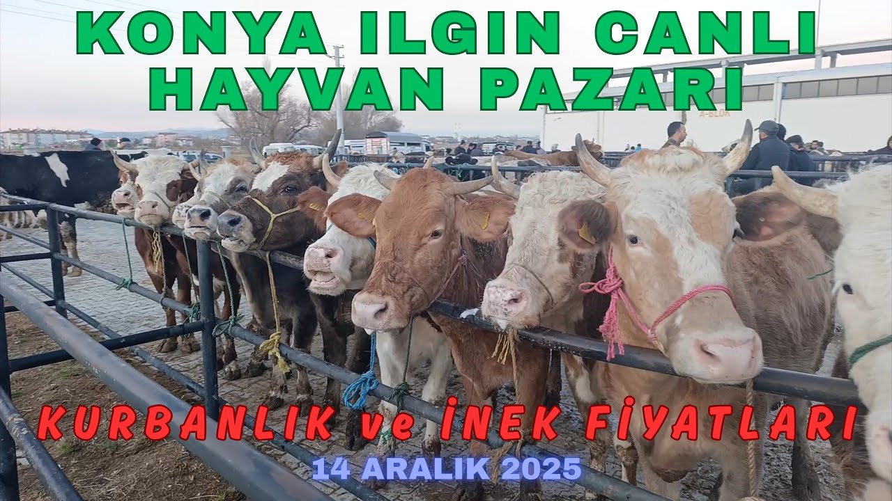 KONYA ILGIN CANLI HAYVAN PAZARI 14 ARALIK YENİ GÜNCEL KURBANLIK İNEK DANA FİYATLARI 