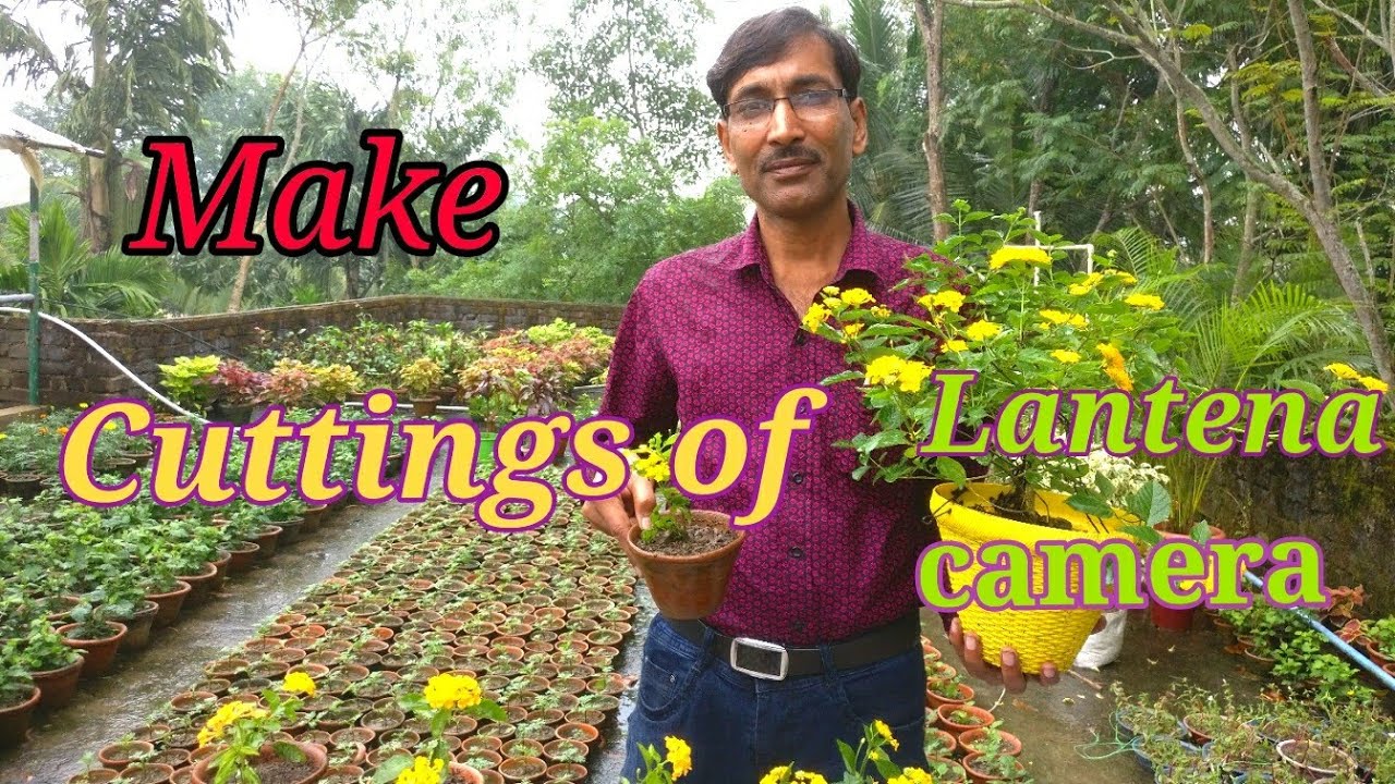 How to Grow Cuttings of Lantana camara.