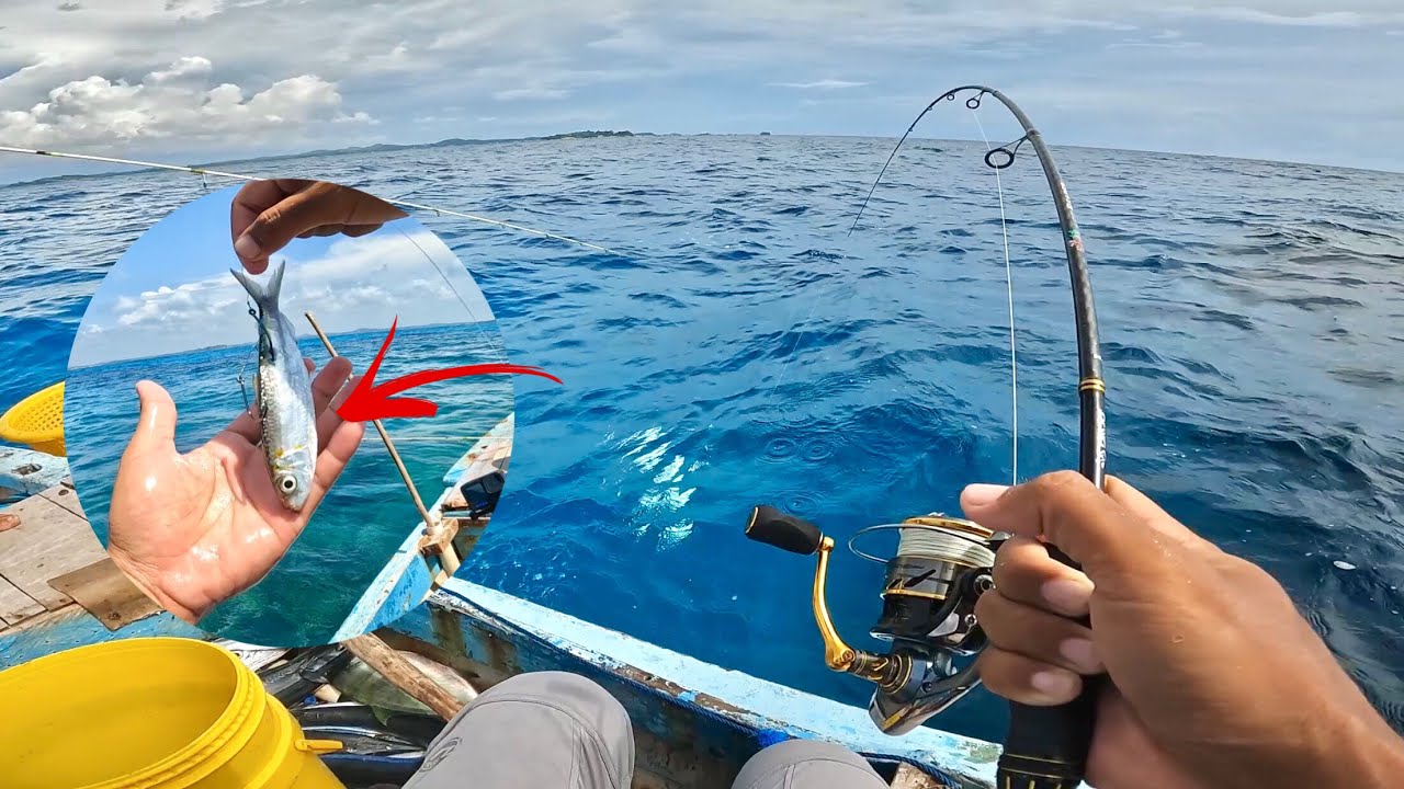 DI JAMIN KETAGIHAN PAKAI UMPAN INI....!!!! STRIKE BERTUBI - TUBI MENGGUNAKAN UMPAN IKAN HIDUP