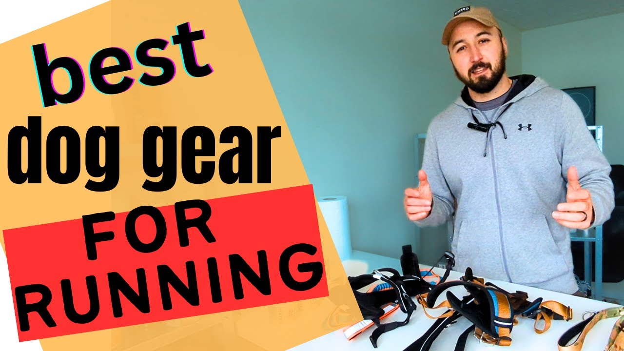 The best dog gear for running with your dog. From cheapest to most expensive doggear