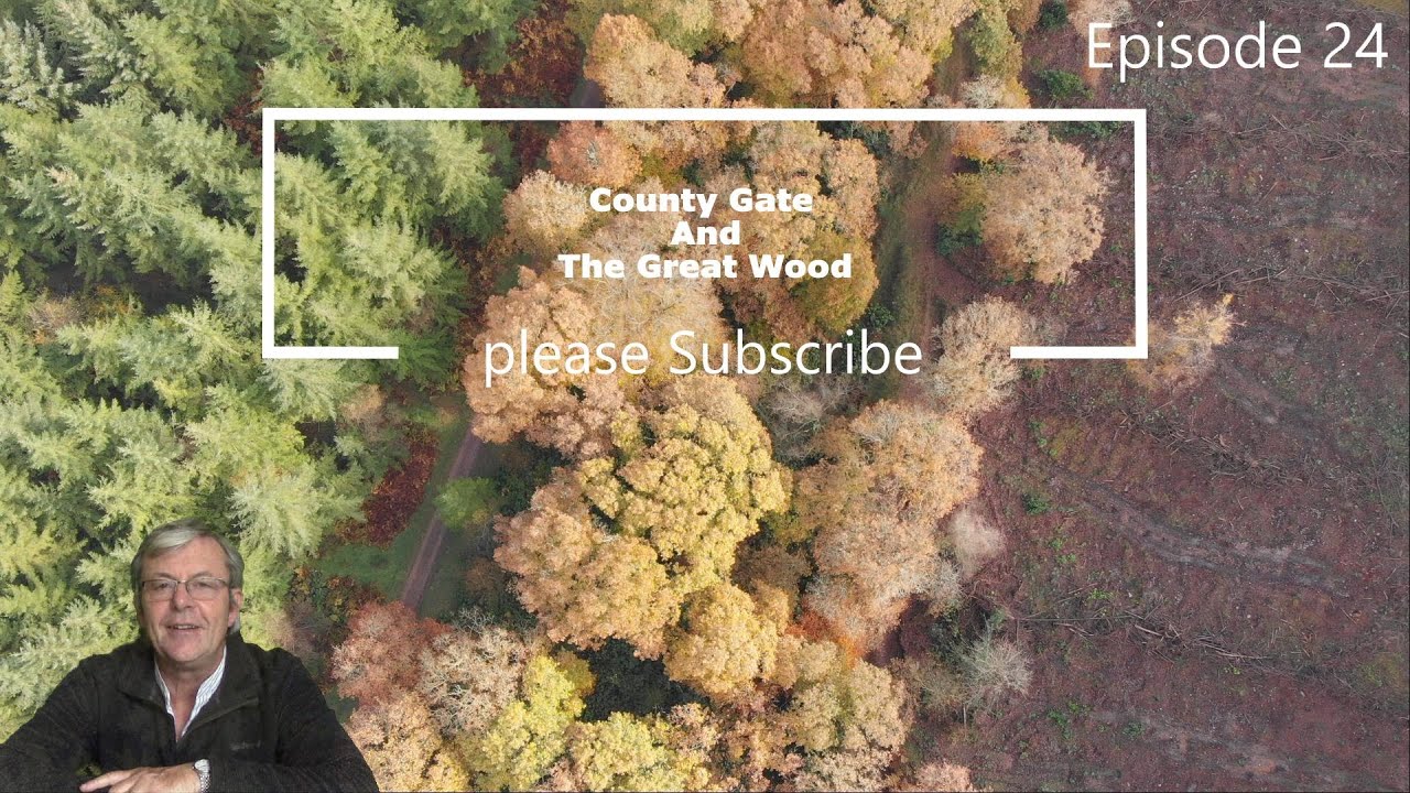 County Gate And The Great Wood, Somerset UK