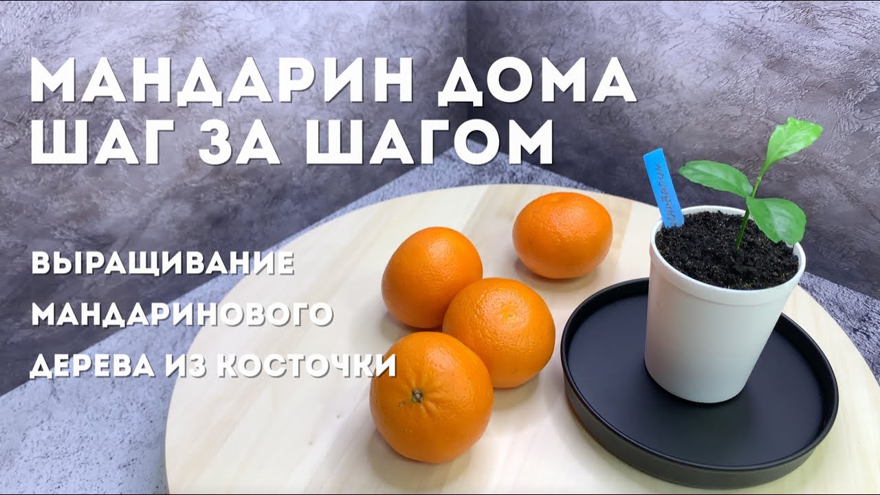Мандарин дома. Шаг за шагом | Выращивание мандарина из косточки [СНАЧАЛА БЫЛО СЕМЕЧКО]