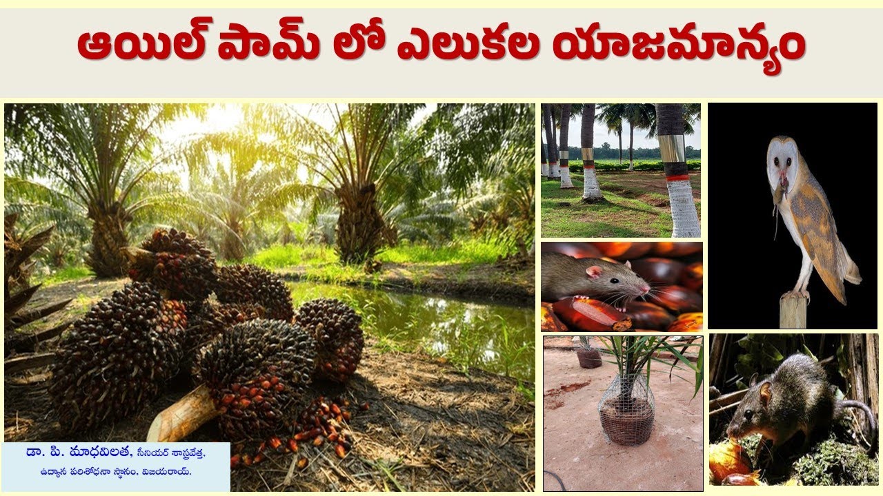 ఆయిల్ పామ్ లో ఎలుకల యాజమాన్యం || డా. పి. మాధవిలత, సీనియర్ శాస్త్రవేత్త, విజయరాయ్