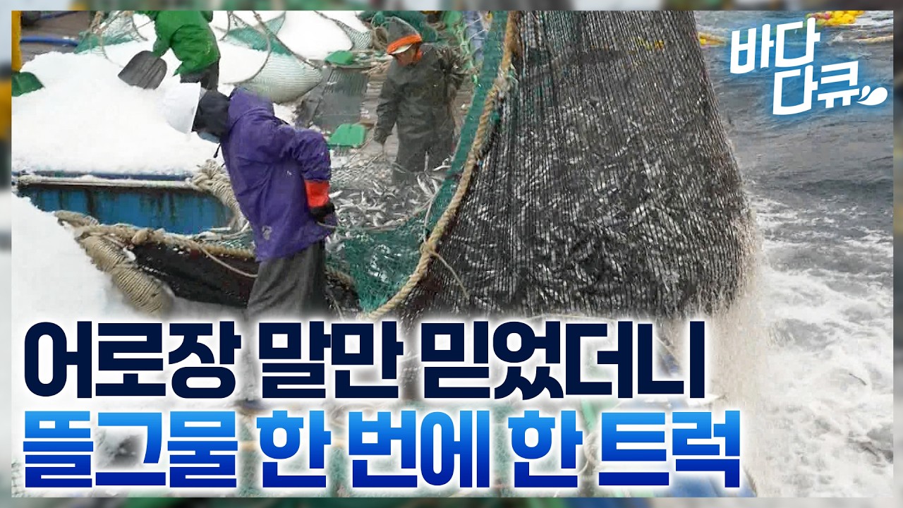 1,000m 그물 가득 찼다! 어창 넘칠 정도로 쏟아지는 생선 / 서민 물고기 고등어 쓸어 담는 베테랑 어부들 / #바다다큐