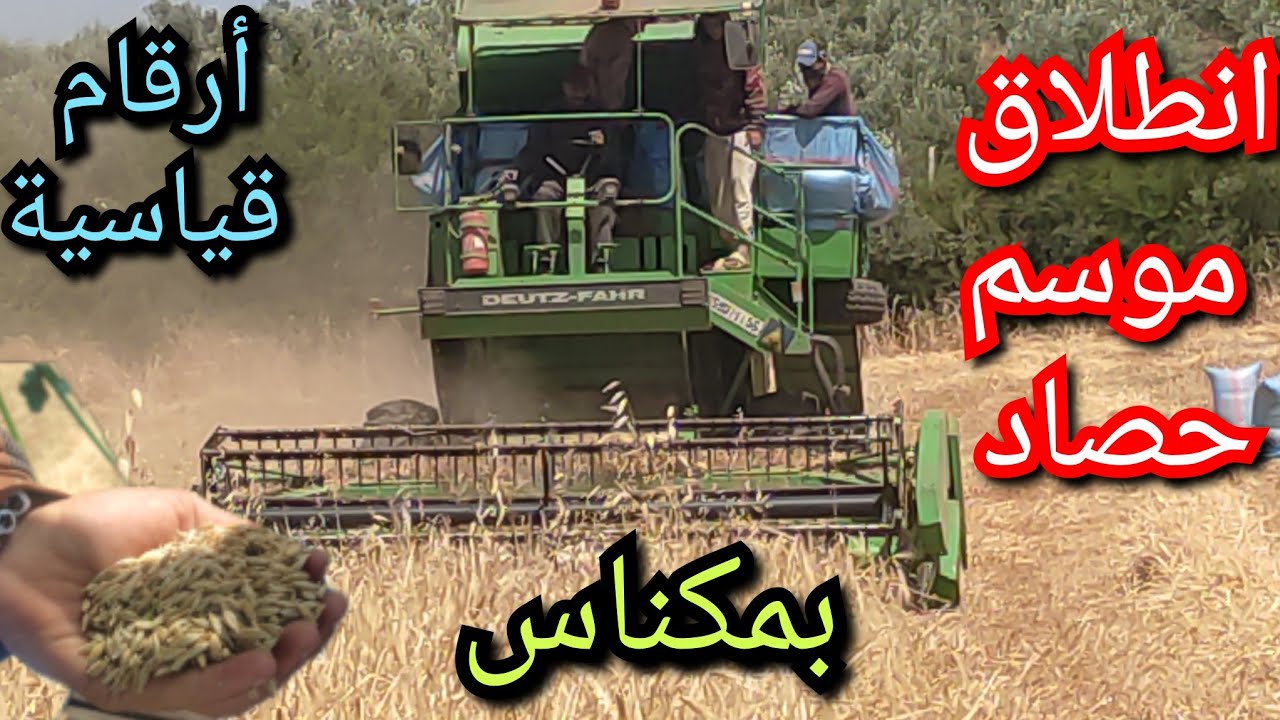 انطلاق عملية الحصاد الشعير بمنطقة واد الجديدة مكناس ،موسم استثنائي هذه السنة