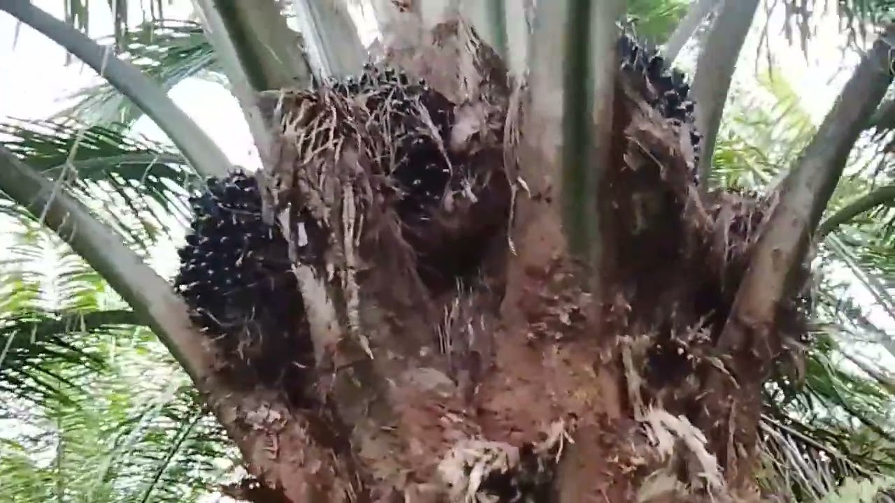 DOSIS YG TEPAT UNTUK PEMUPUKAN KCL UNTUK  POHON SAWIT YG BERUSIA 5 THN