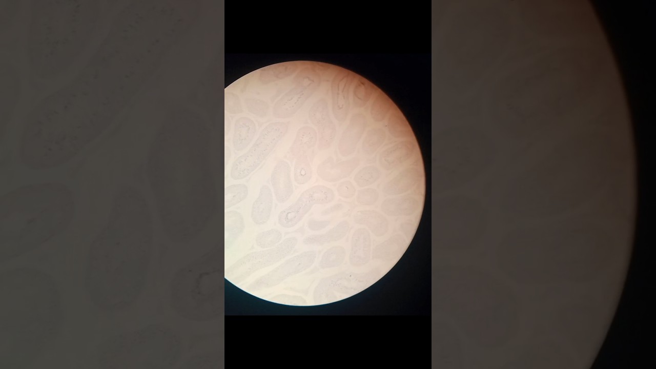 Golgi Apparatus under Microscope