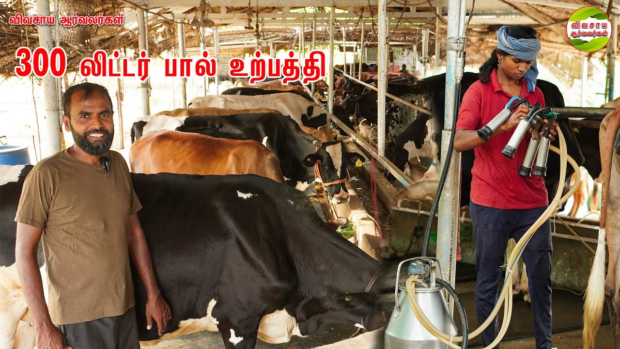 அதிகம் பால் கறக்க எந்த தீவனம்? எங்க பண்ணையில் இந்த கலப்புத்தீவனம் முக்கிய பங்கு வகிக்கிறது #dairy