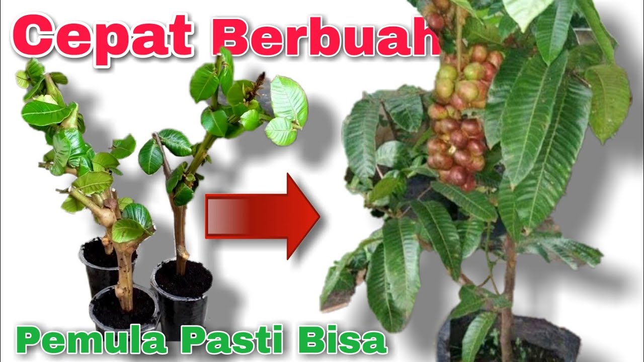 Rahasia Terpenting Pemula dalam melakukan Stek Pertama kali | Cara Stek Pohon Matoa