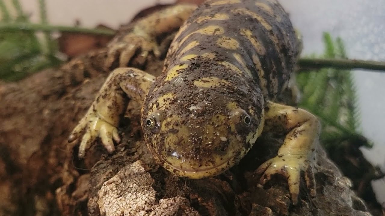 Tiger Salamander Care
