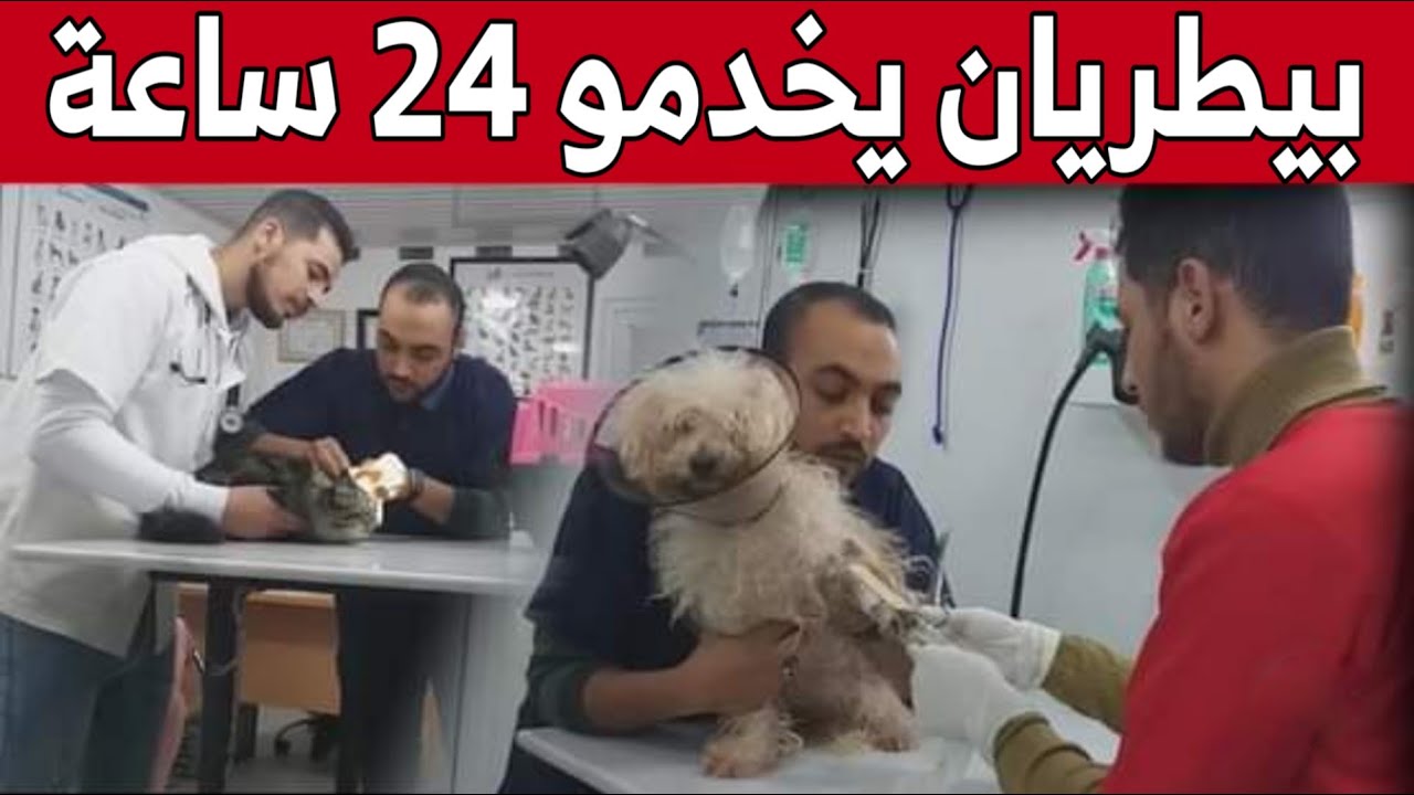 طبيبان بيطريان بـ #وهران يداومان 24 ساعة كل يوم لتقديم الرعاية للحيوانات