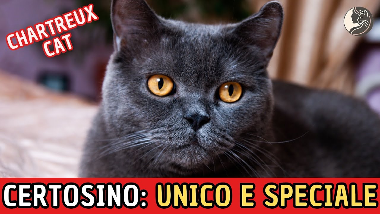 Il Gatto Certosino: Scopri la Razza più Affascinante di Sempre!