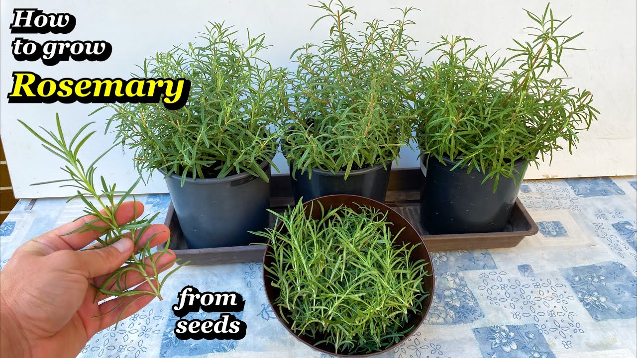 Growing Rosemary from Seed to Harvest - Step by Step