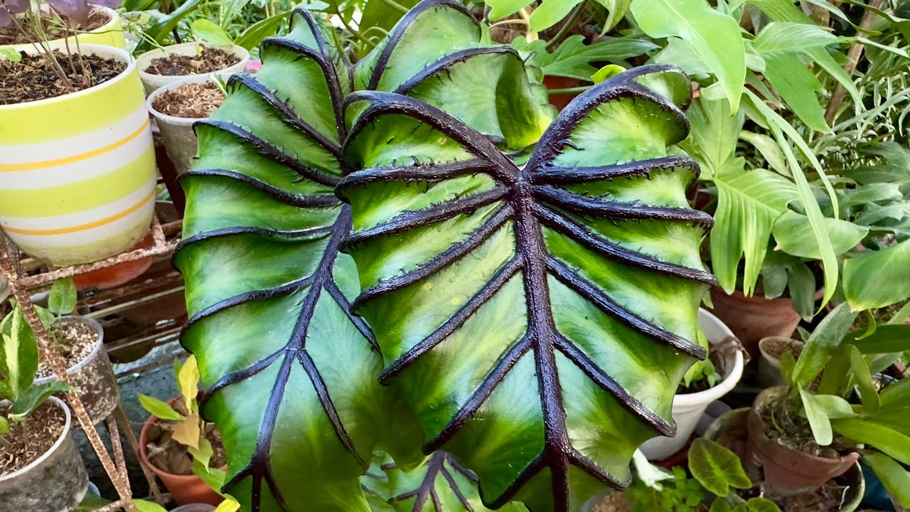 Emergency repot for my colocasia pharaoh’s mask. #plantcollection #houseplantcollection #colocasia
