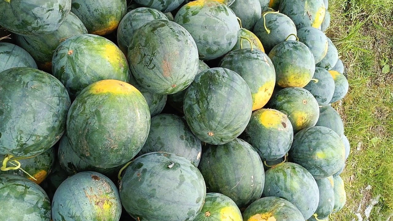 PANEN SEMANGKA NON BIJI DI AREAL PERKEBUNAN KELAPA SAWIT
