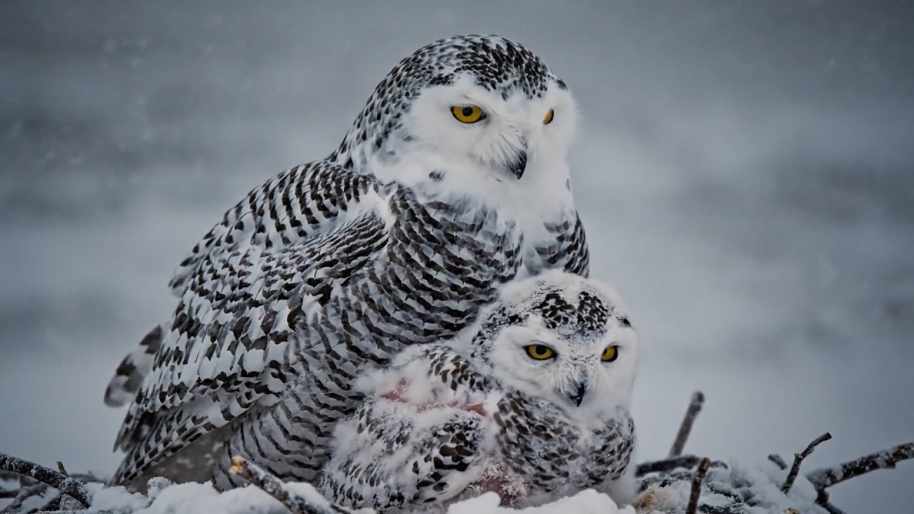 Snowy Owl: 60 Days From Tundra Nest to Silent Flight | The White Ghost of the North