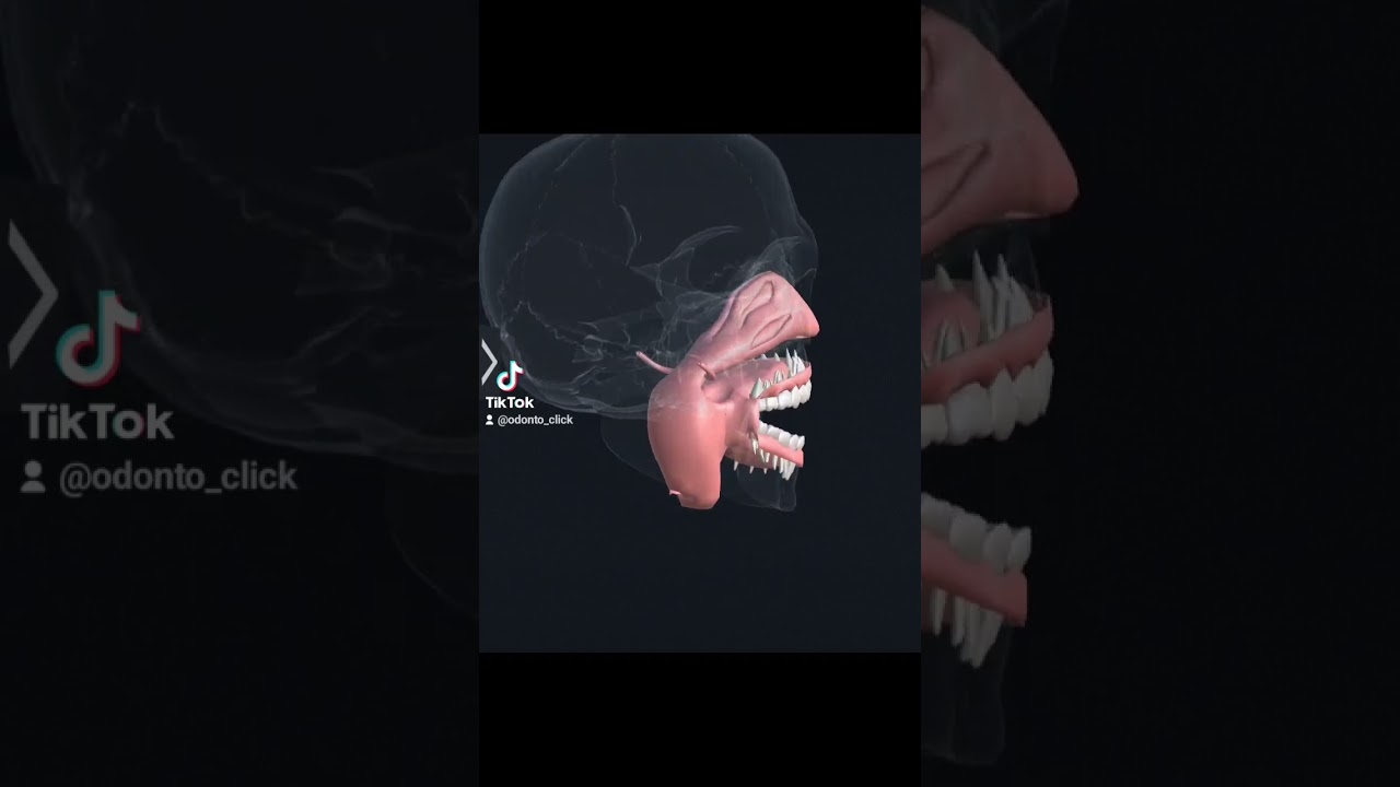 Cavidad Oral #Odonto-click #Cavidadoral #dental #anatomiadegrey